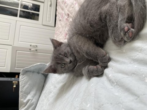 British shorthair yavrumu sahiplendiriyorum