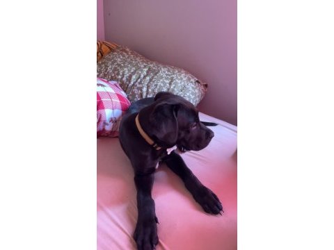Siyah cane corso erkek 3 aylık