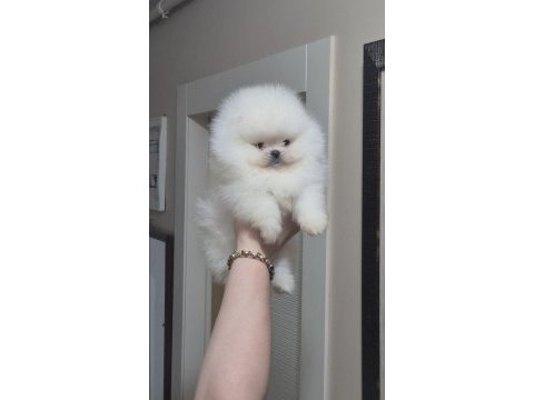 Üst kalite teacup ayıcık yüz pomeranian boo erkek