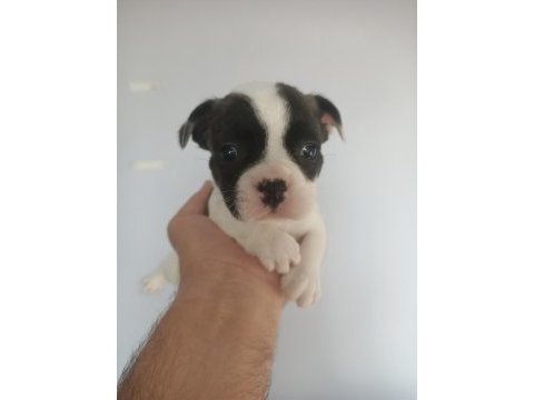 2.5 aylık french bulldog yavrular