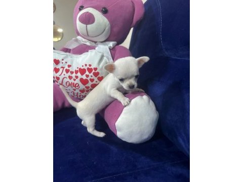 Saf kan chihuahua