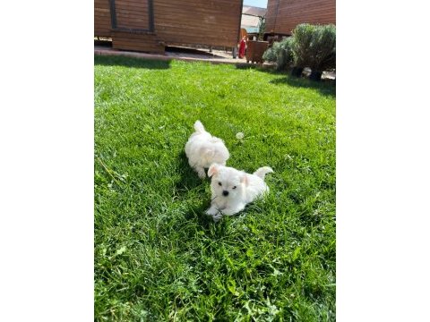 Maltipoo yavrularımız yeni yuvasına gitmeye hazır