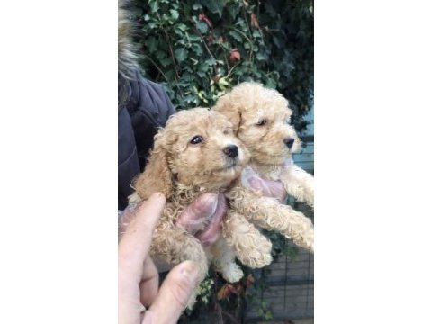 Kusursuz maltipoo yavrular