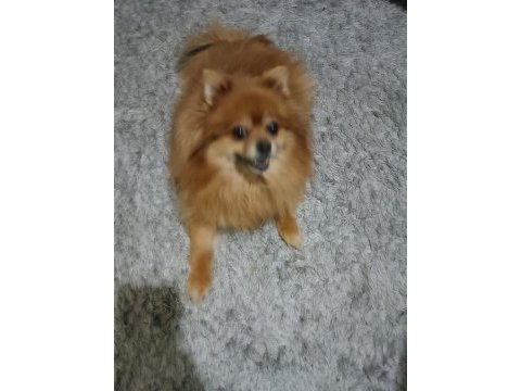 Pomeranian köpeğimize güzel bir aile arıyoruz