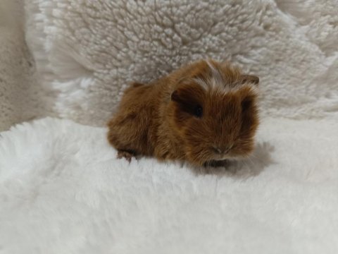 Guinea pig bebeklerimiz