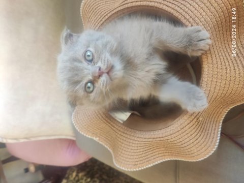 27 haziran doğumlu scottish fold