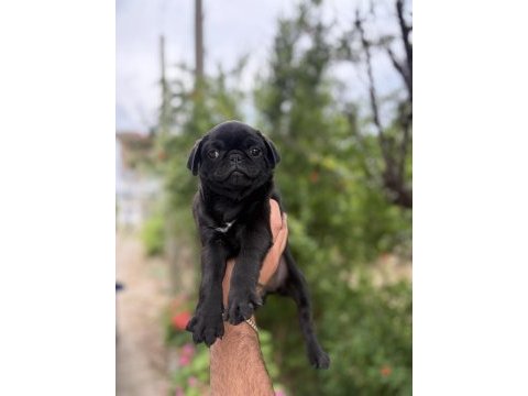 68 günlük pink carrier pug mops bebekler dişi-erkek