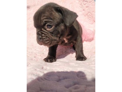 Choco and tan ve choco çikolata tadında french bulldog