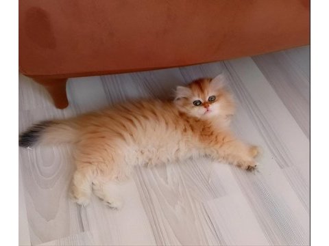 Golden british longhair mükemmelliği