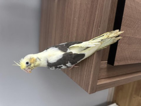 Fırından yeni çıktı 3 adet sultan papağanı