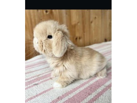 Hollanda lop ve teddy lop tavşanlar