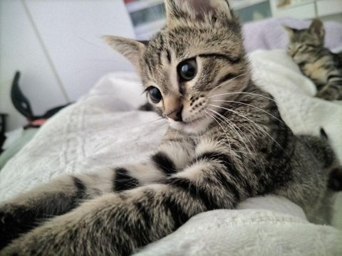 Acil masrafı az yavru kedimiz karma aşısı konusunda destekli
