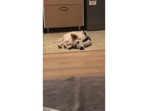 Acil 4 aylık köpeğimiz