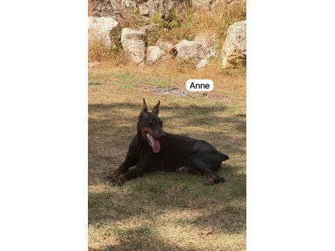 Son bir adet fırsat dobermanı 56 günlük dişi