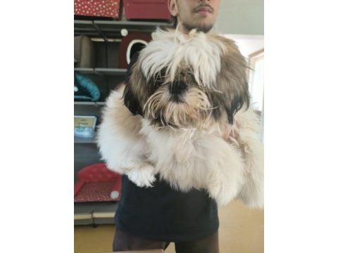 Dişi köpek çok şirin shih tzu