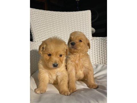 Baby face golden retriever bebekler