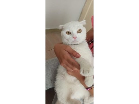 Orjinal scottish fold beyaz 3 aylık yavru