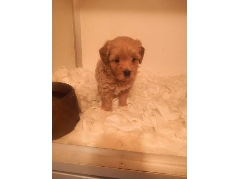 A kalite maltipoo yavrularımız