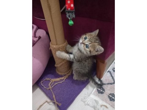 2 aylık british shorthair erkek ve dişi