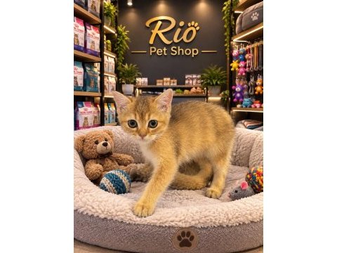Mükemmel güzellikte british shorthair golden yavrular