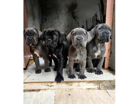 Cane corso fcı kıf a scrli grant türkiye şampiyonu yavruları