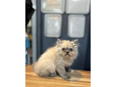 Harika british longhair yavrular