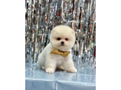 Pomeranian boo erkek köpeğimiz