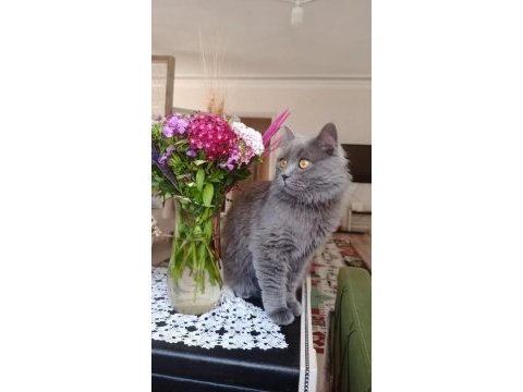 British longhair