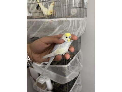 Damızlık-yavru ele alışık muhabbet kuşu