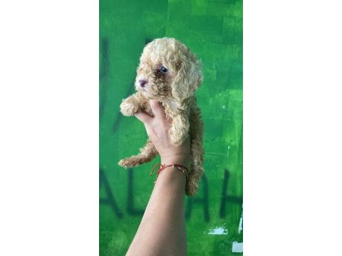 Orijinal toy poodle yavrularım