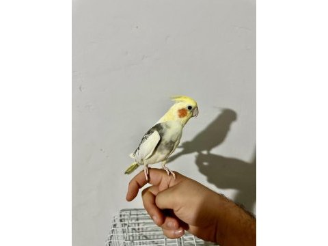 Sultan papağanı ful evcil paşa