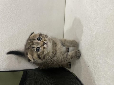 Golden tabby scottish fold