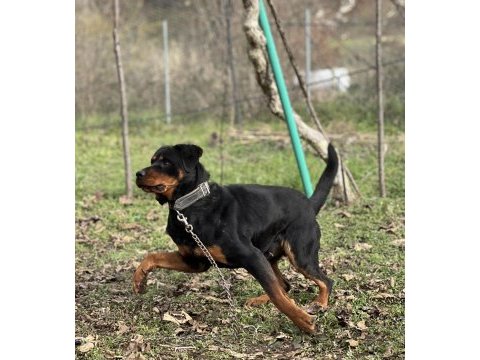 Rottweiler ücretsiz sahiplendirmek istiyorum