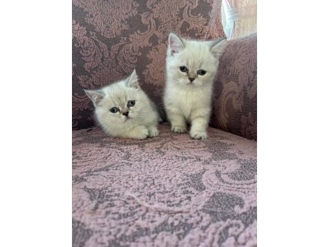 British shorthair blue point