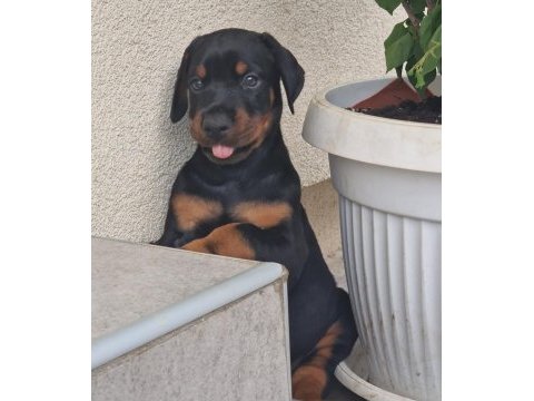 Evinizin neşesi doberman yavrular kapıda ödeme