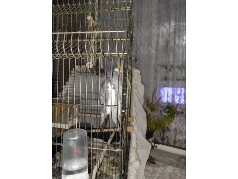 1 buçuk yaşında erkek sultan papağanı