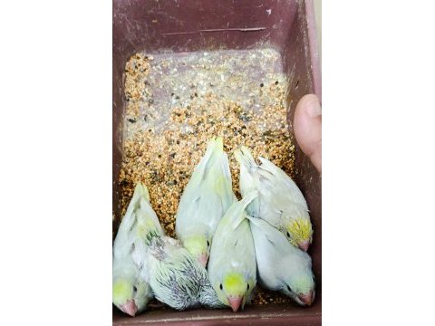 Gökkuşağı turkuaz forpus cep papağanları