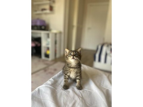 Kedimize acil yuva aranıyor