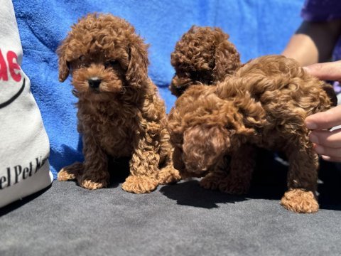 Petmode köpek çiftliğinden toy poodle