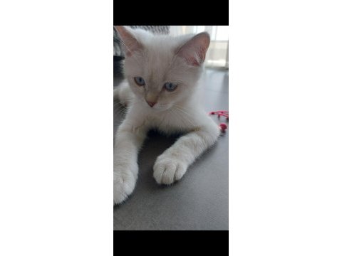 Akıllı çocuğum pamuk silver blue point british