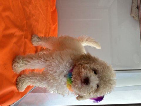 Toy poodle köpeği