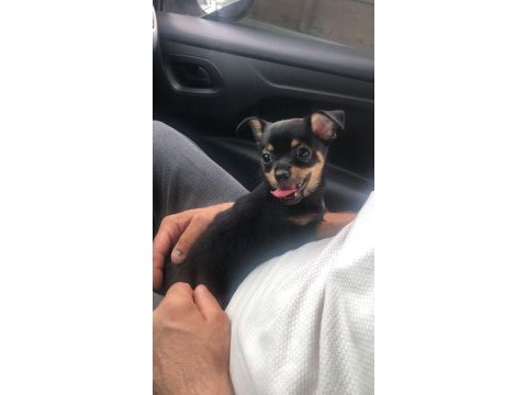 Teacup minyatür pinscher