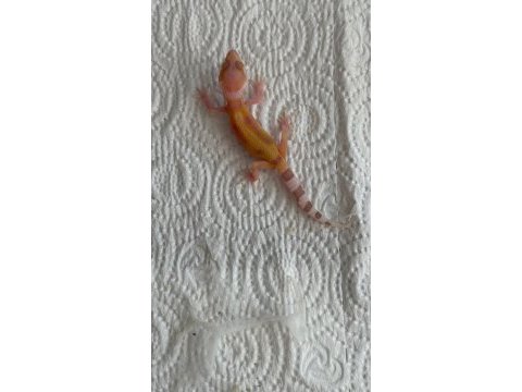 Leopard gecko