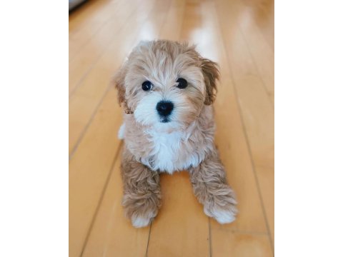 Ev ortamına en uygun ırk maltipoo yavrular