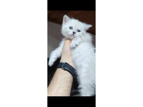 British shorthair