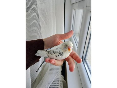 Cins yavru muhabbet kuşu
