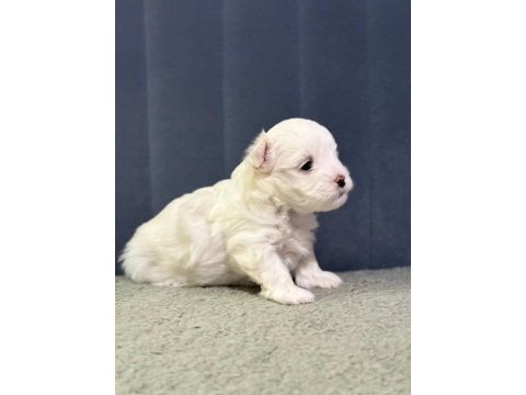 Köpeklerimize yeni yuvalar arıyoruz