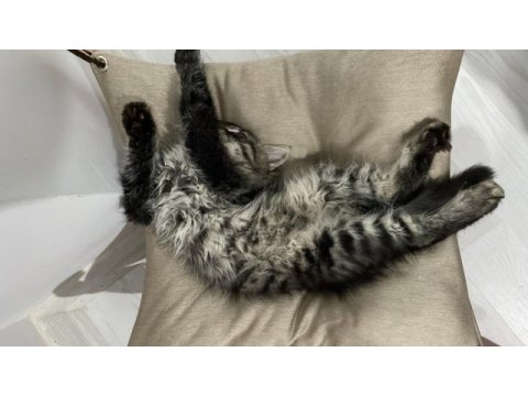Acil ankara kedisi sahiplendirme (taşınıyorum)