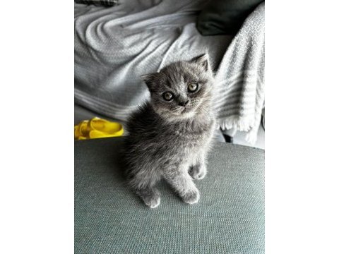 Sağlıklı şeker gibi scottish fold kardeşler