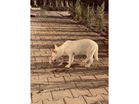 Yavru sibirya (husky)